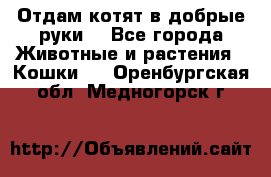 Отдам котят в добрые руки. - Все города Животные и растения » Кошки   . Оренбургская обл.,Медногорск г.